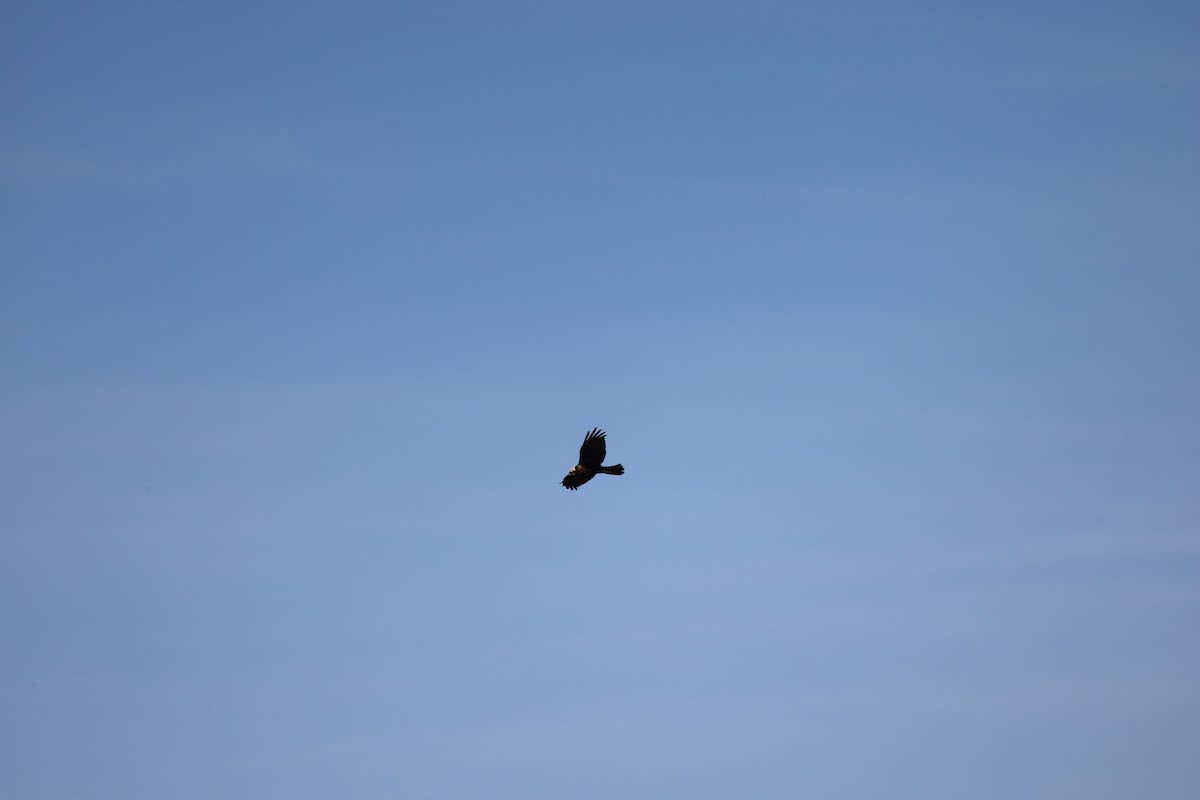 Western Marsh Harrier - Luís Filipe Ferreira