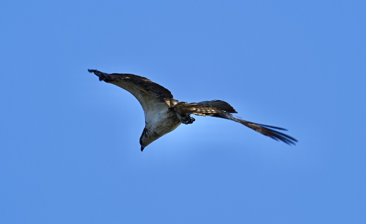 Águila Pescadora - ML624213639