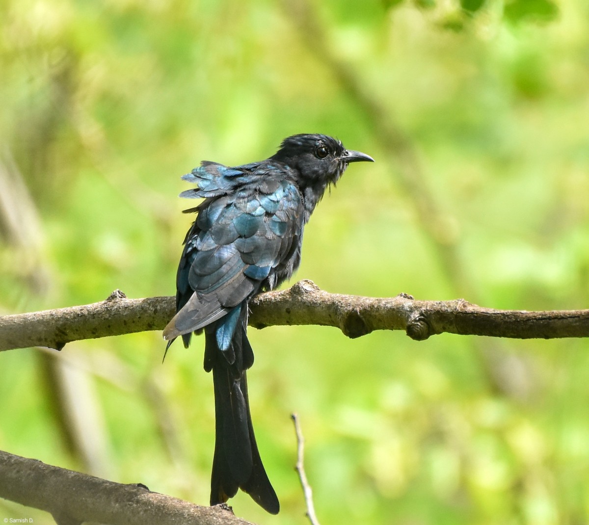 Fork-tailed Drongo-Cuckoo - Samish Dhongle