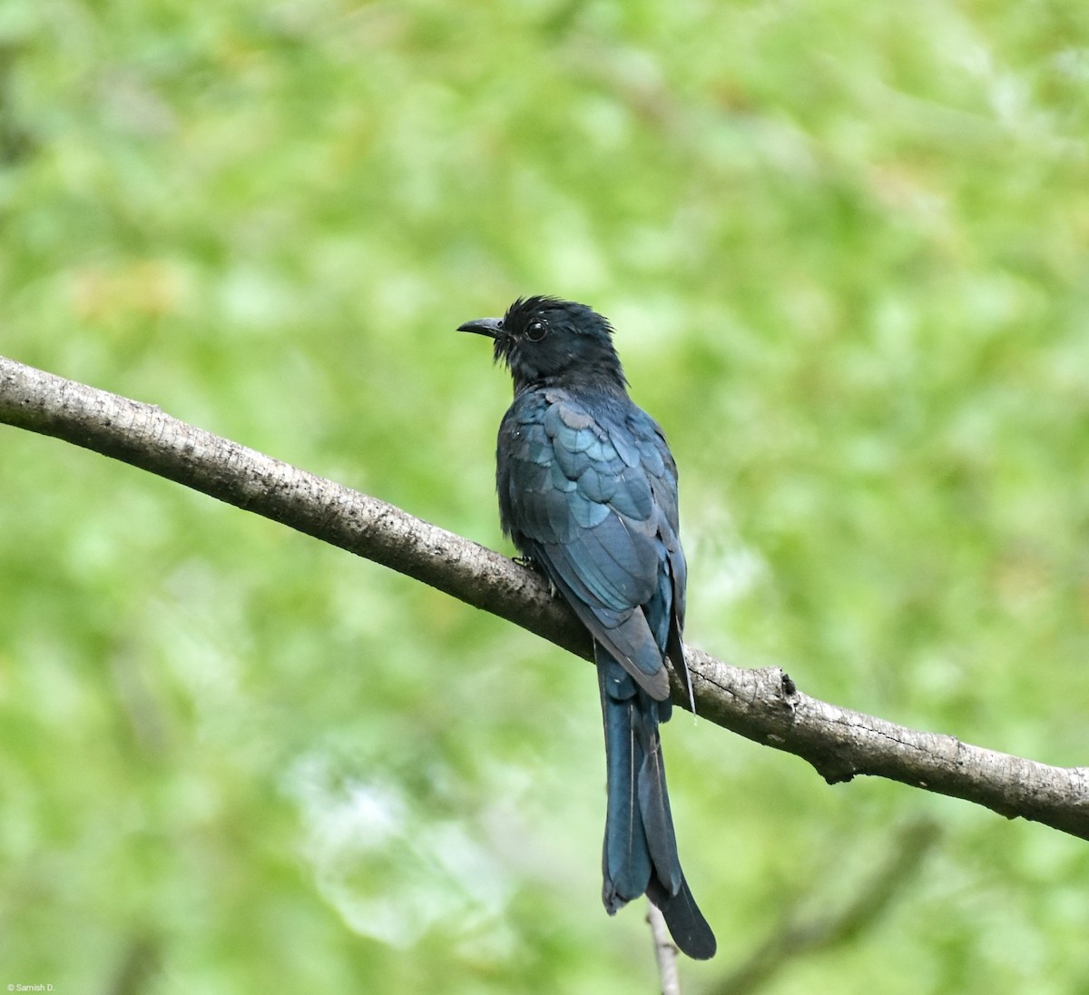 Fork-tailed Drongo-Cuckoo - ML624213645