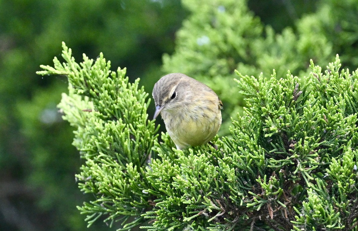 Cape May Warbler - ML624213654