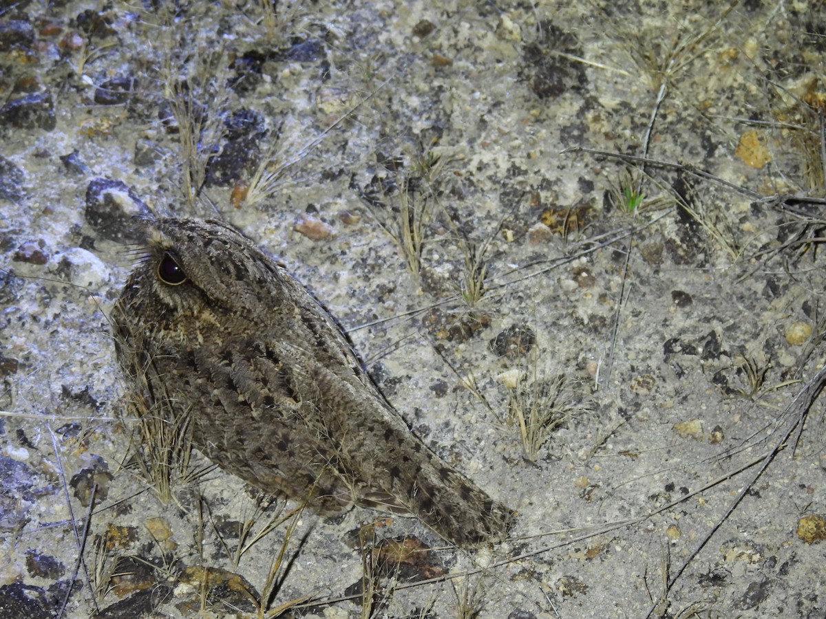 Sickle-winged Nightjar - WILLIAM MACIEL