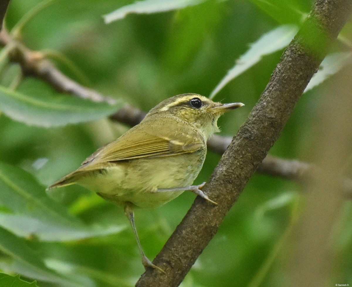 Large-billed Leaf Warbler - ML624213679