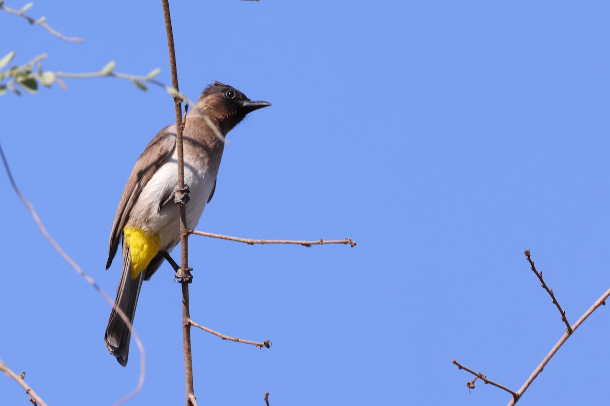 Common Bulbul - ML624213681