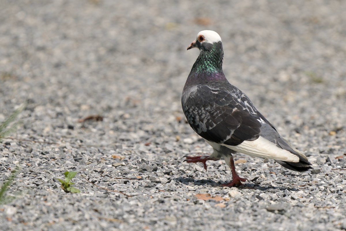 Rock Pigeon (Feral Pigeon) - ML624213682