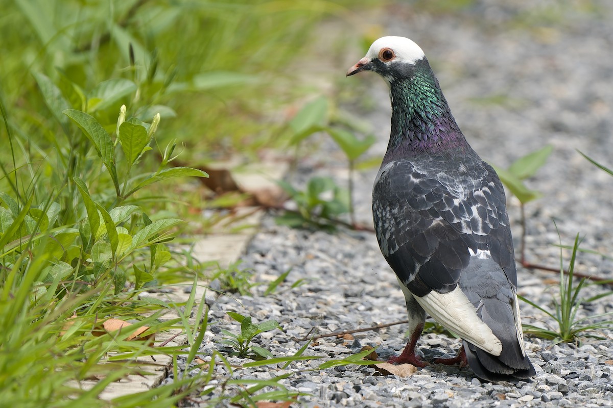 Rock Pigeon (Feral Pigeon) - ML624213683