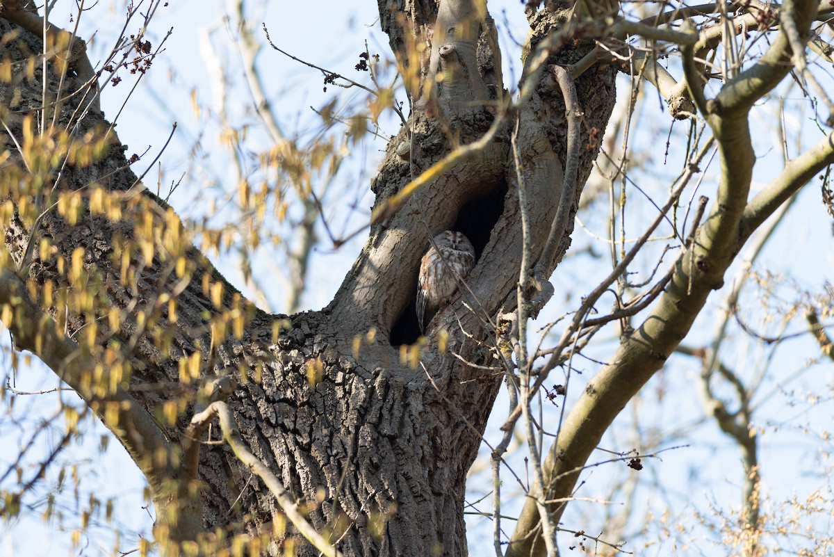 Tawny Owl - ML624213684