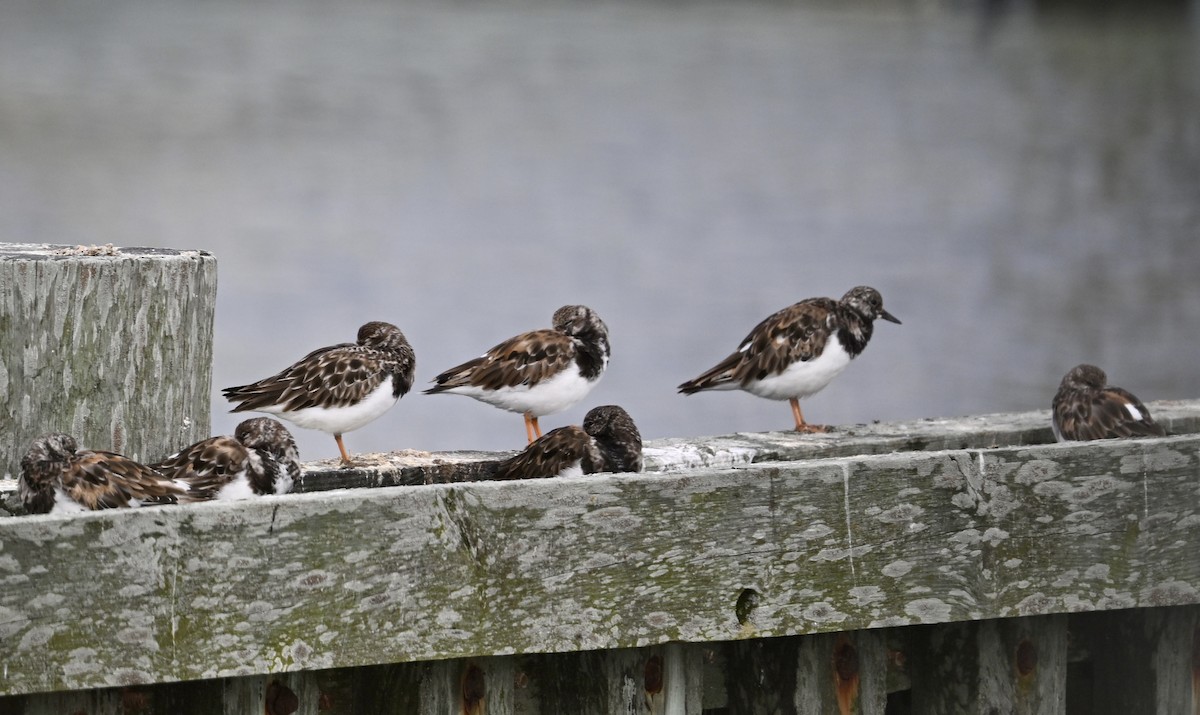 Ruddy Turnstone - ML624213686