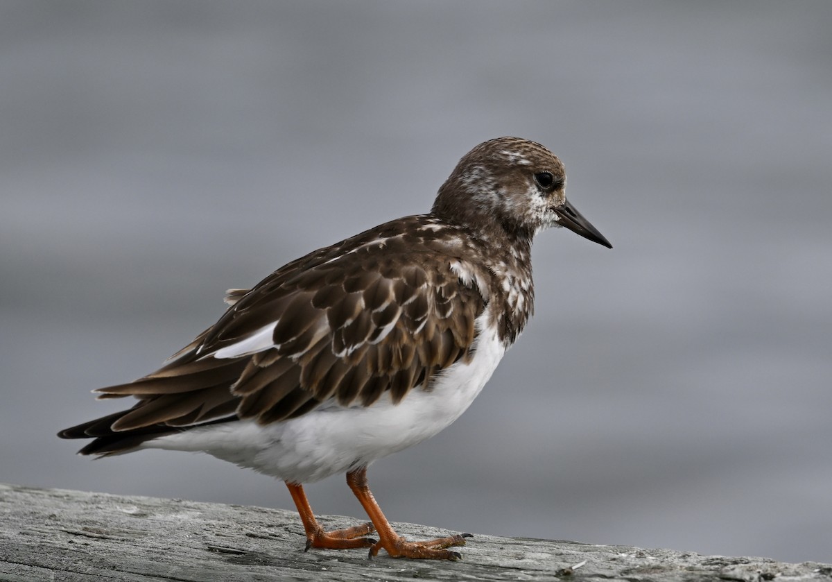 Ruddy Turnstone - ML624213687