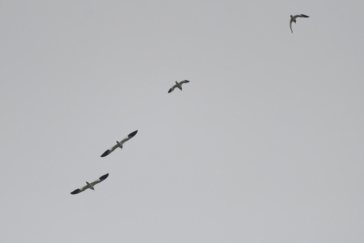 Gray-headed Lapwing - ML624213690