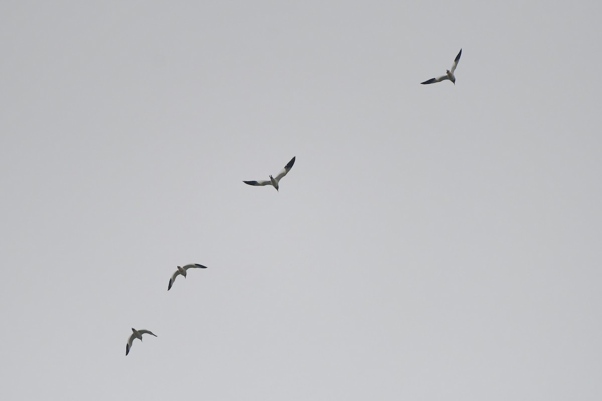 Gray-headed Lapwing - ML624213691