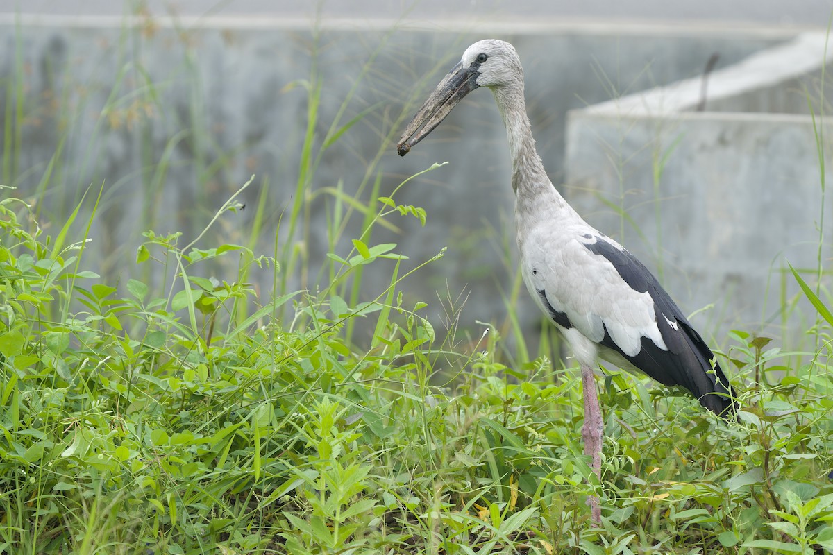 Asian Openbill - ML624213692