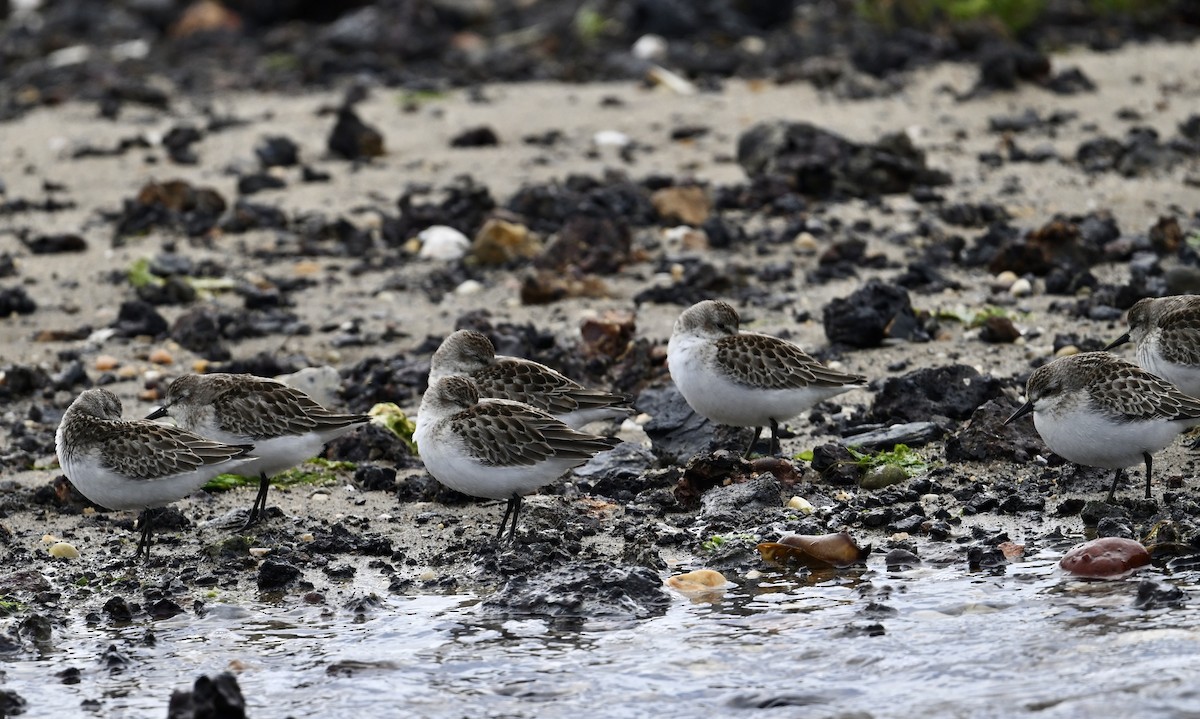 Semipalmated Sandpiper - ML624213693