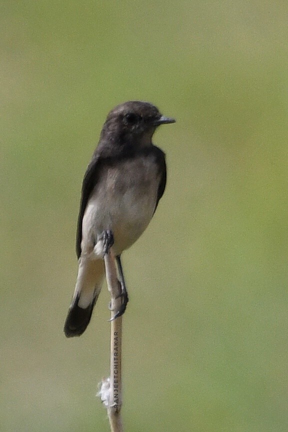 Variable Wheatear - ML624213694