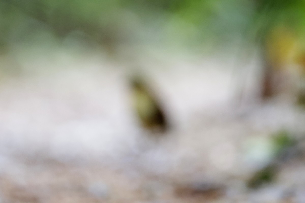 Yellow-breasted Antpitta - ML624213695