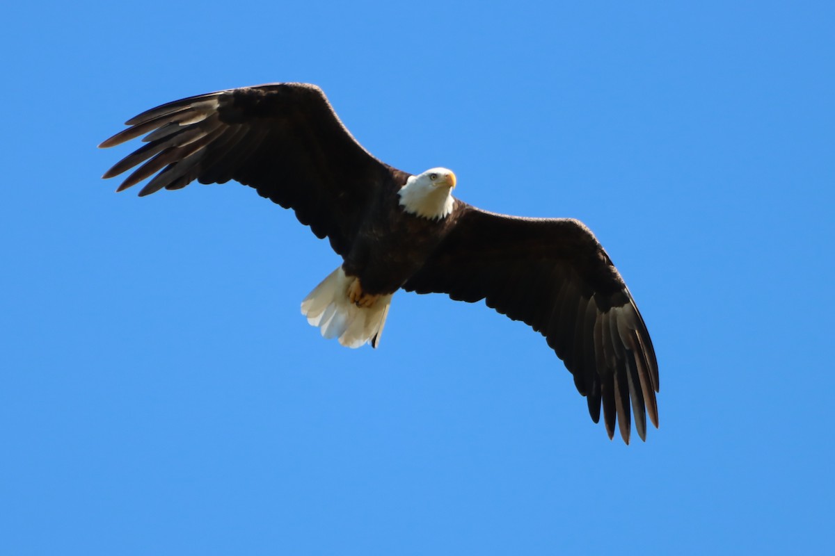 Bald Eagle - ML624213697