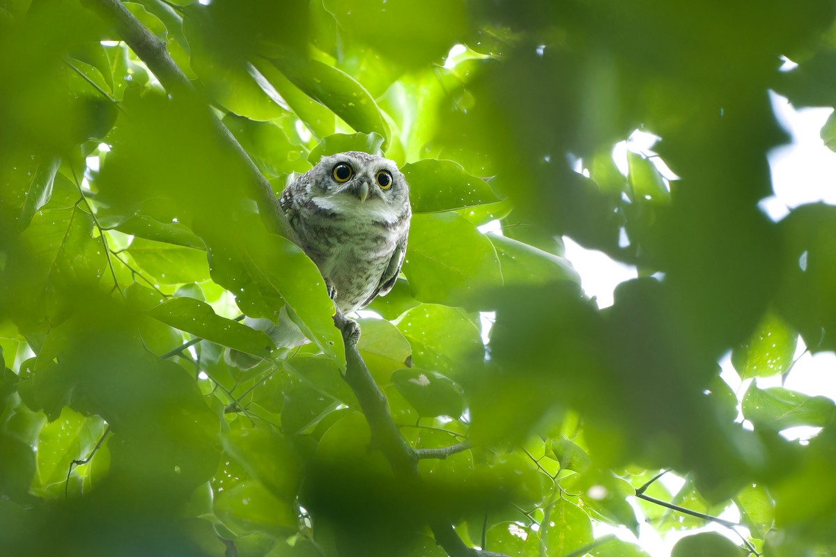 Spotted Owlet - ML624213699