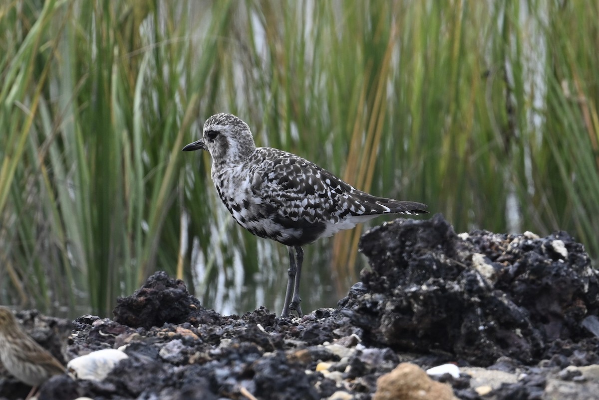 Black-bellied Plover - ML624213700