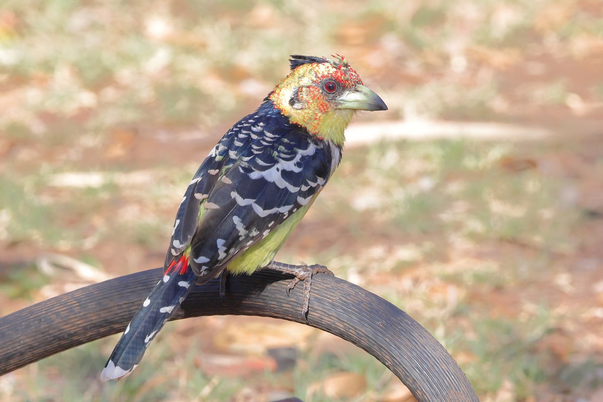 Crested Barbet - ML624213701