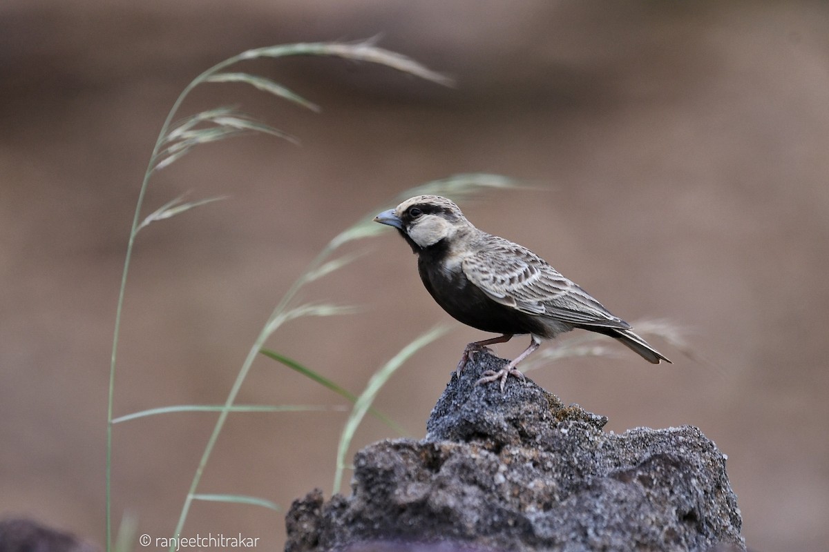 Ashy-crowned Sparrow-Lark - ML624213702