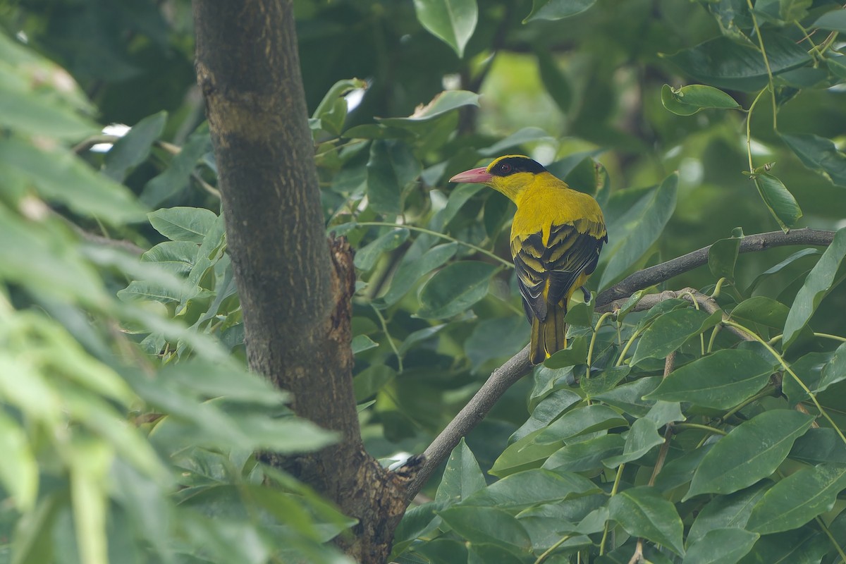 Black-naped Oriole (Sunda) - ML624213703