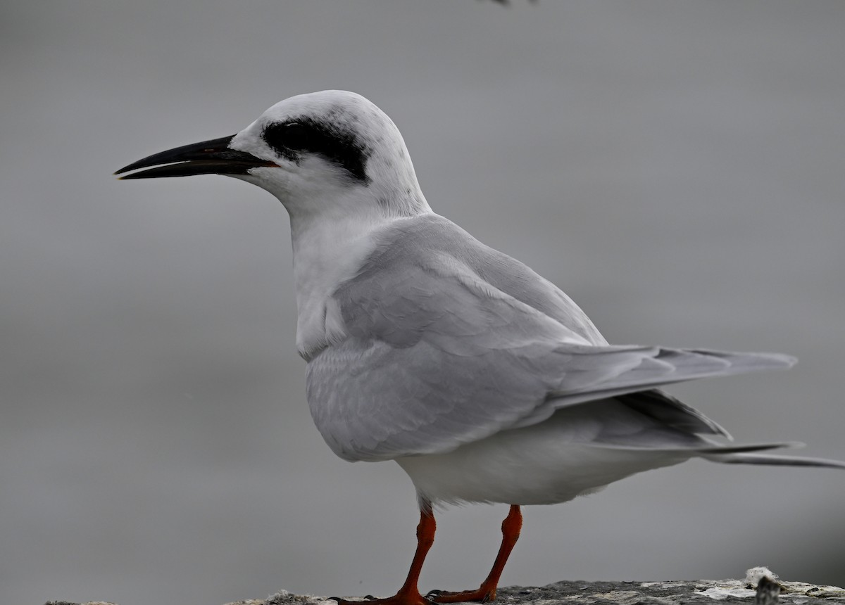 Forster's Tern - ML624213706