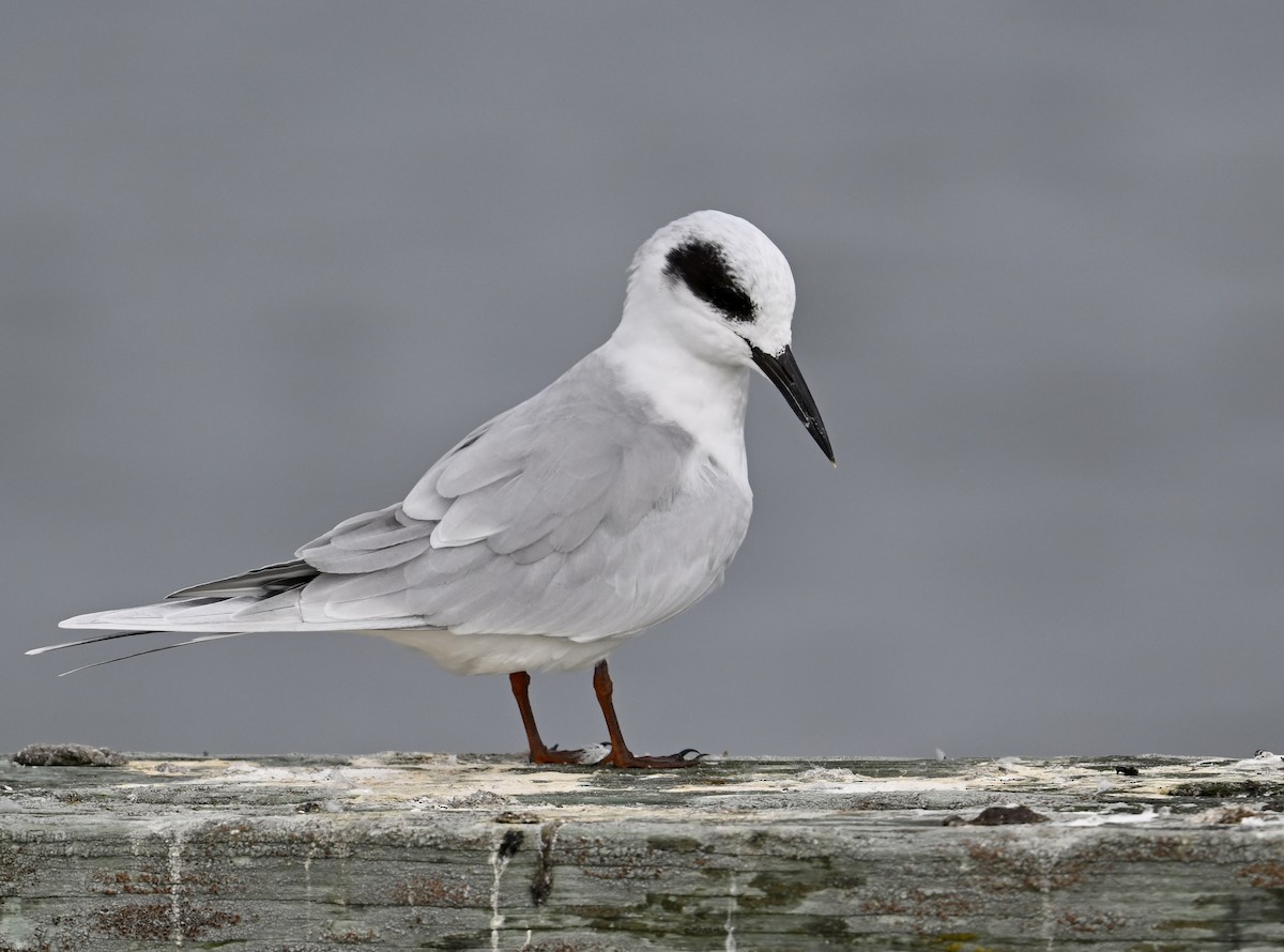 Forster's Tern - ML624213707