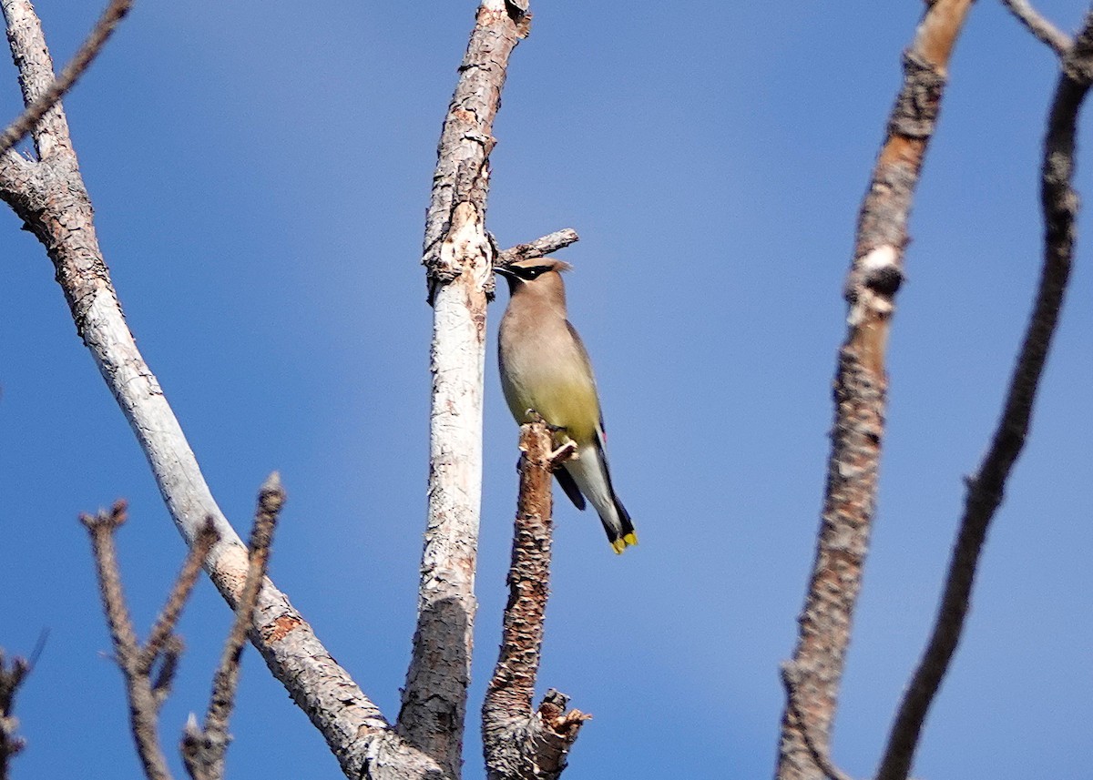 Cedar Waxwing - ML624213708