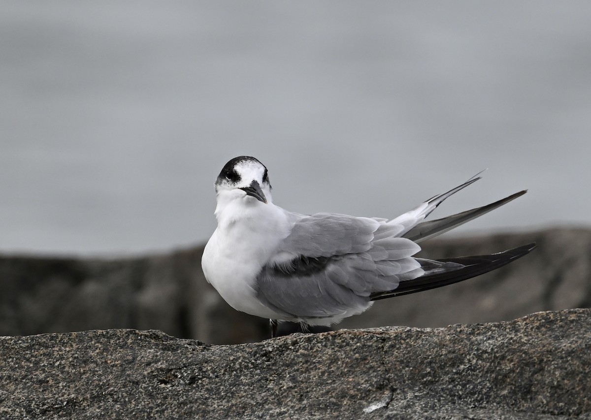 Common Tern - ML624213709