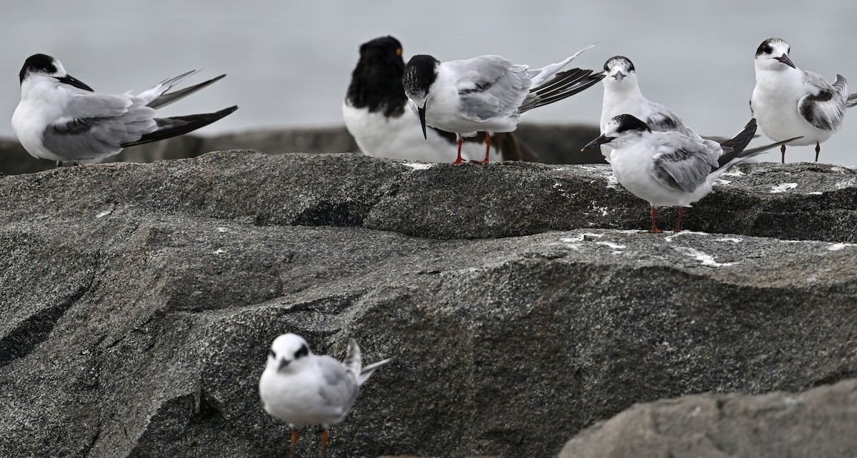 Common Tern - ML624213710