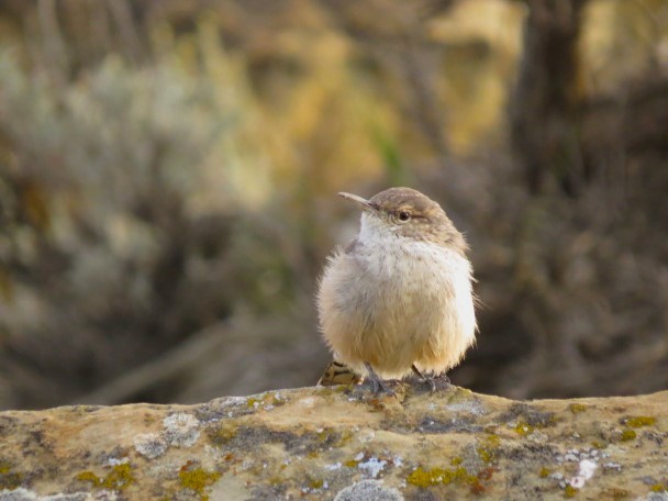 Rock Wren - ML624213711