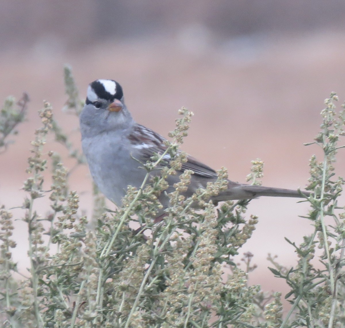 White-crowned Sparrow - ML624213713