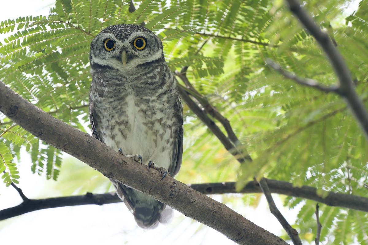 Spotted Owlet - ML624213726