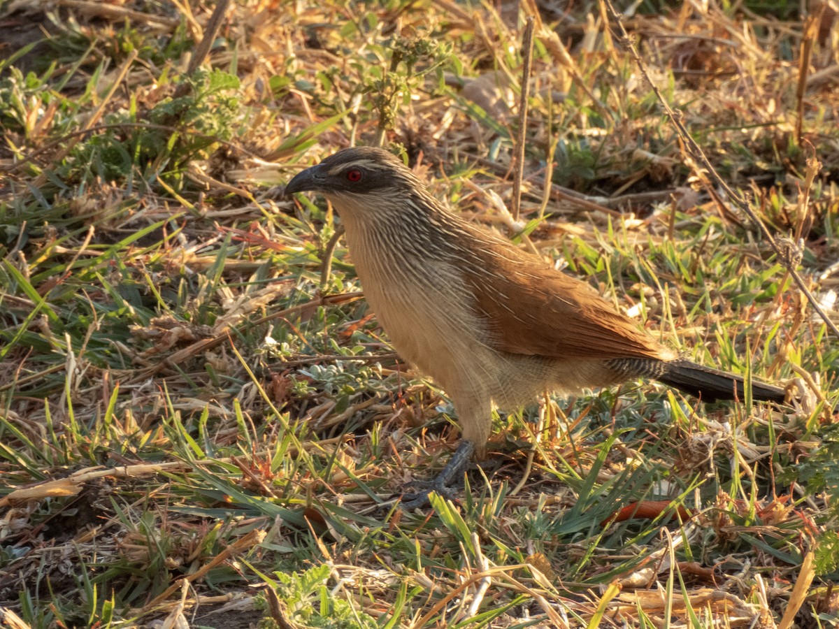 Coppery-tailed Coucal - ML624213727