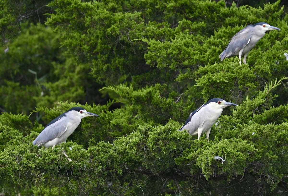 Black-crowned Night Heron - Jan  Kool