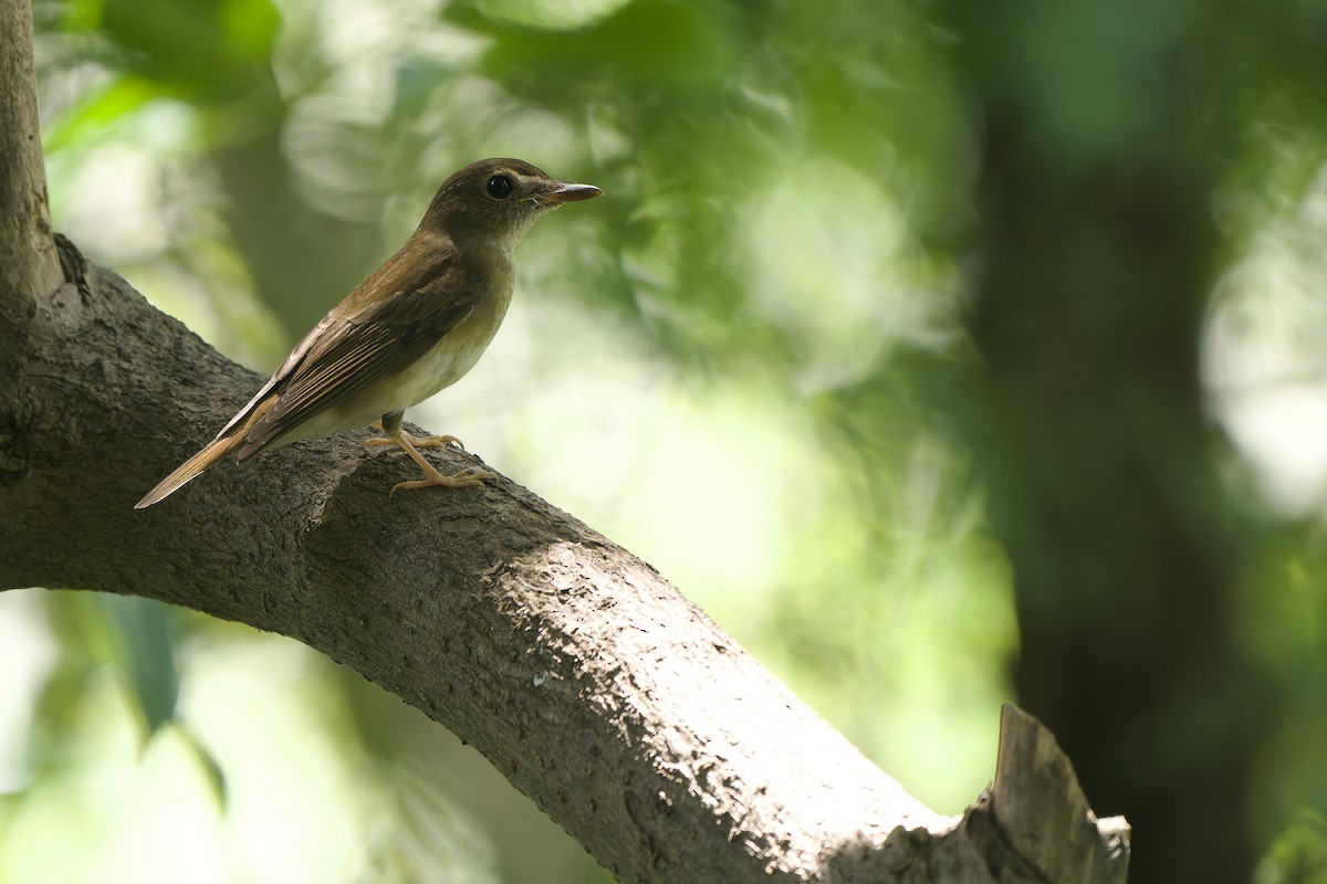 Brown-chested Jungle Flycatcher - Sam Hambly