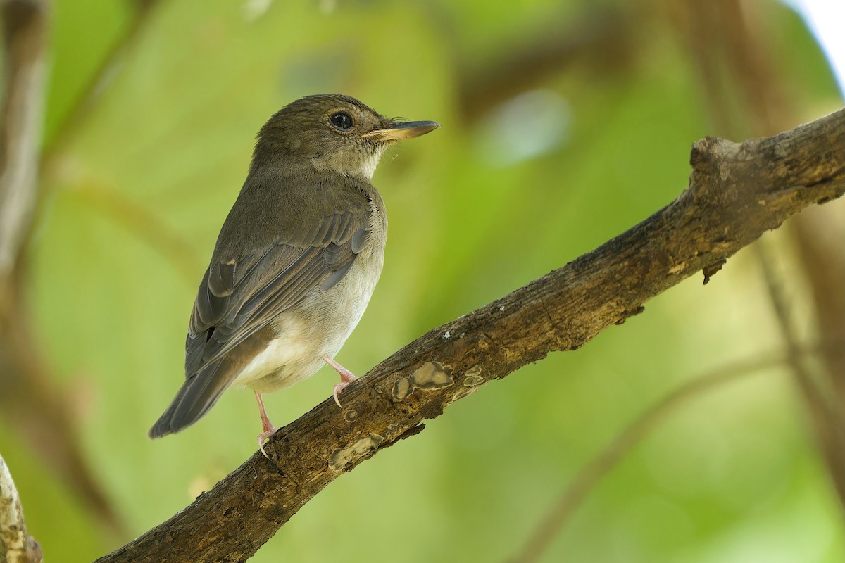 Brown-chested Jungle Flycatcher - Sam Hambly