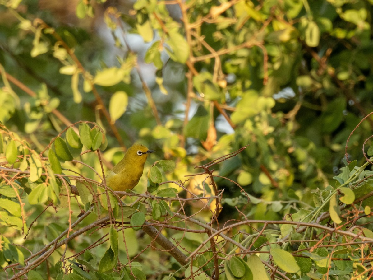 Southern Yellow White-eye - ML624213781