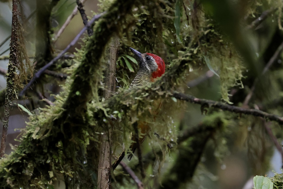 Yellow-vented Woodpecker - Richard Dunn