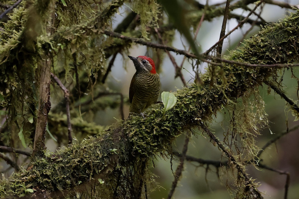 Yellow-vented Woodpecker - ML624213795