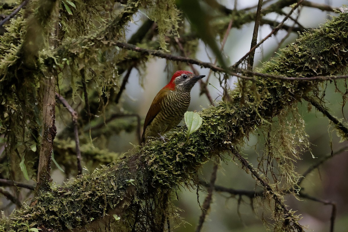 Yellow-vented Woodpecker - ML624213796