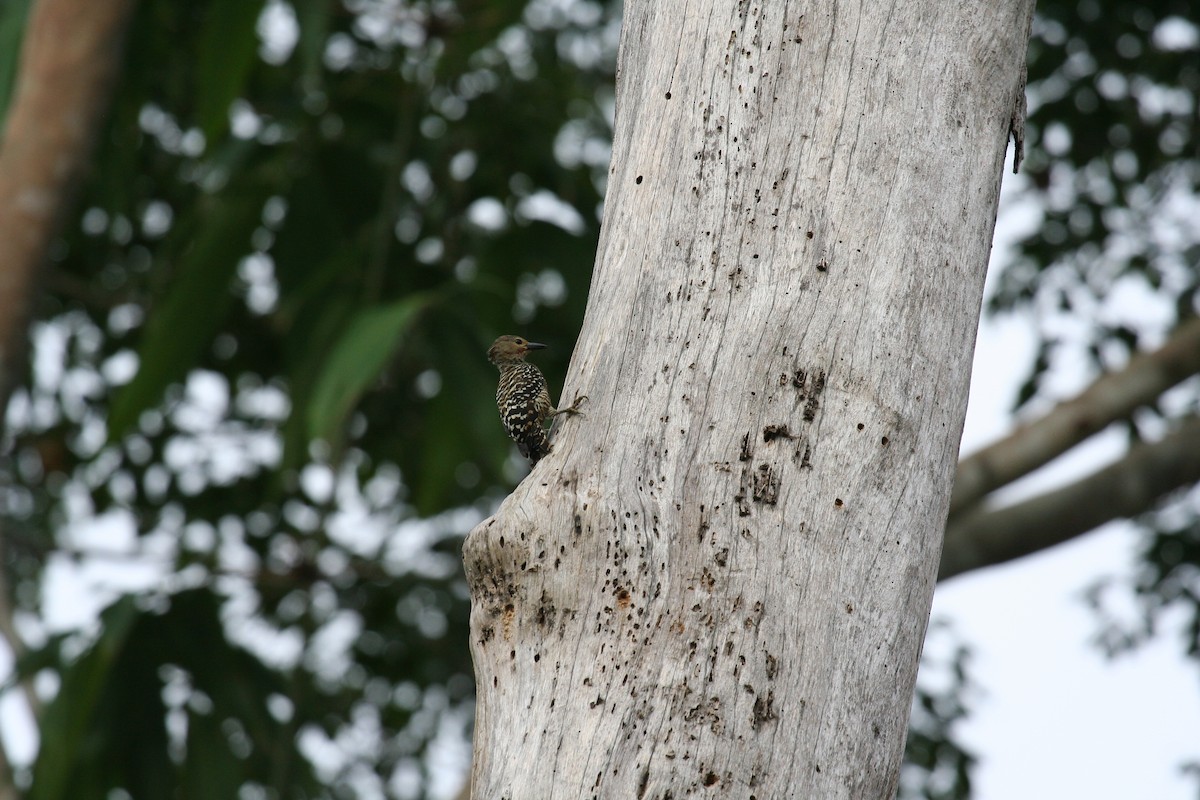 Buff-rumped Woodpecker - ML624213801