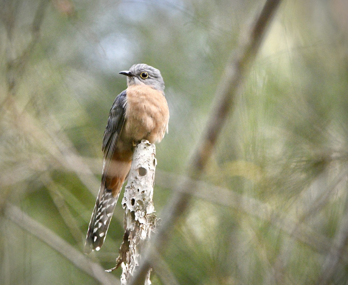 Fan-tailed Cuckoo - ML624213804