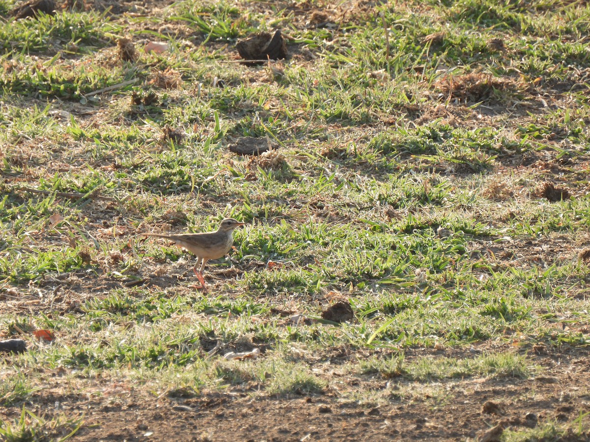 African Pipit - ML624213805