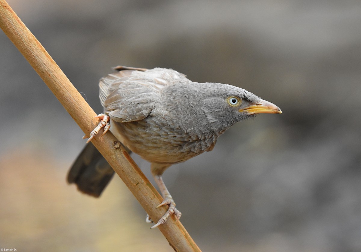 Jungle Babbler - Samish Dhongle