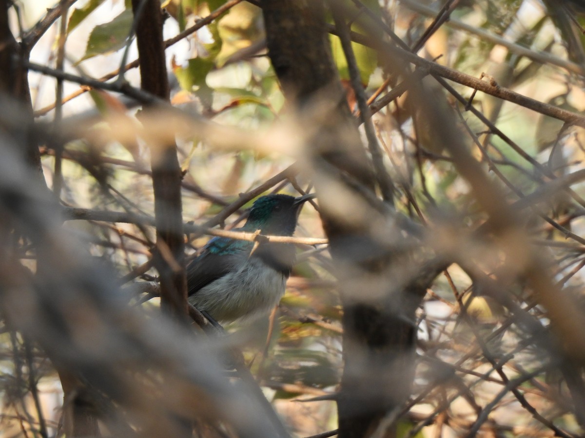 White-breasted Sunbird - ML624213831