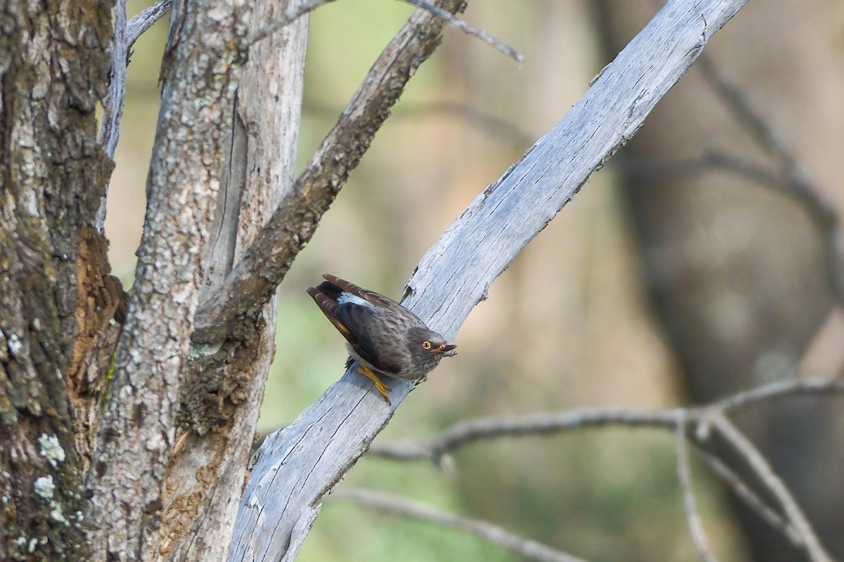 Varied Sittella (Orange-winged) - ML624213858