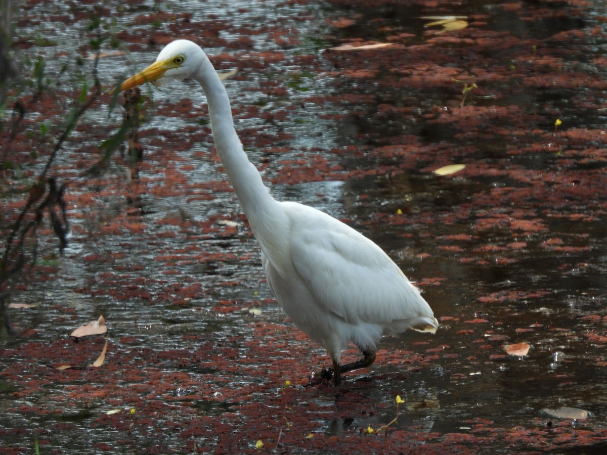 Plumed Egret - Kerry Scales