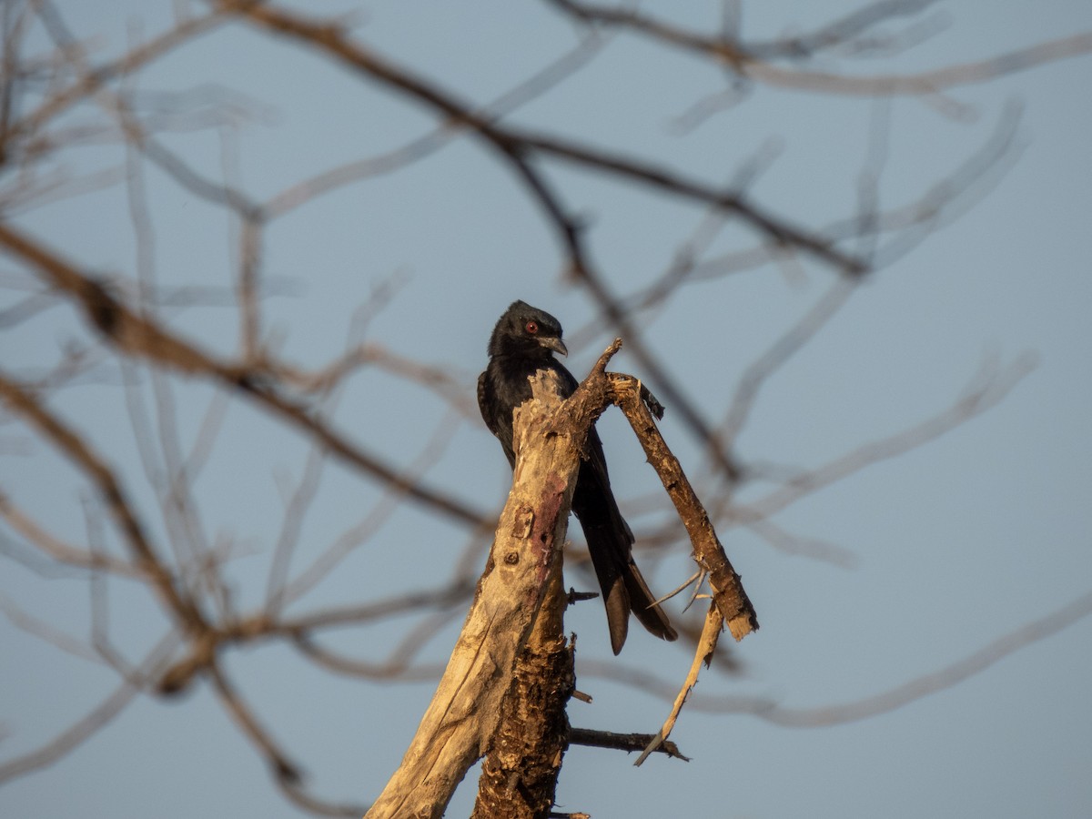 Fork-tailed Drongo - Christopher B 🦆