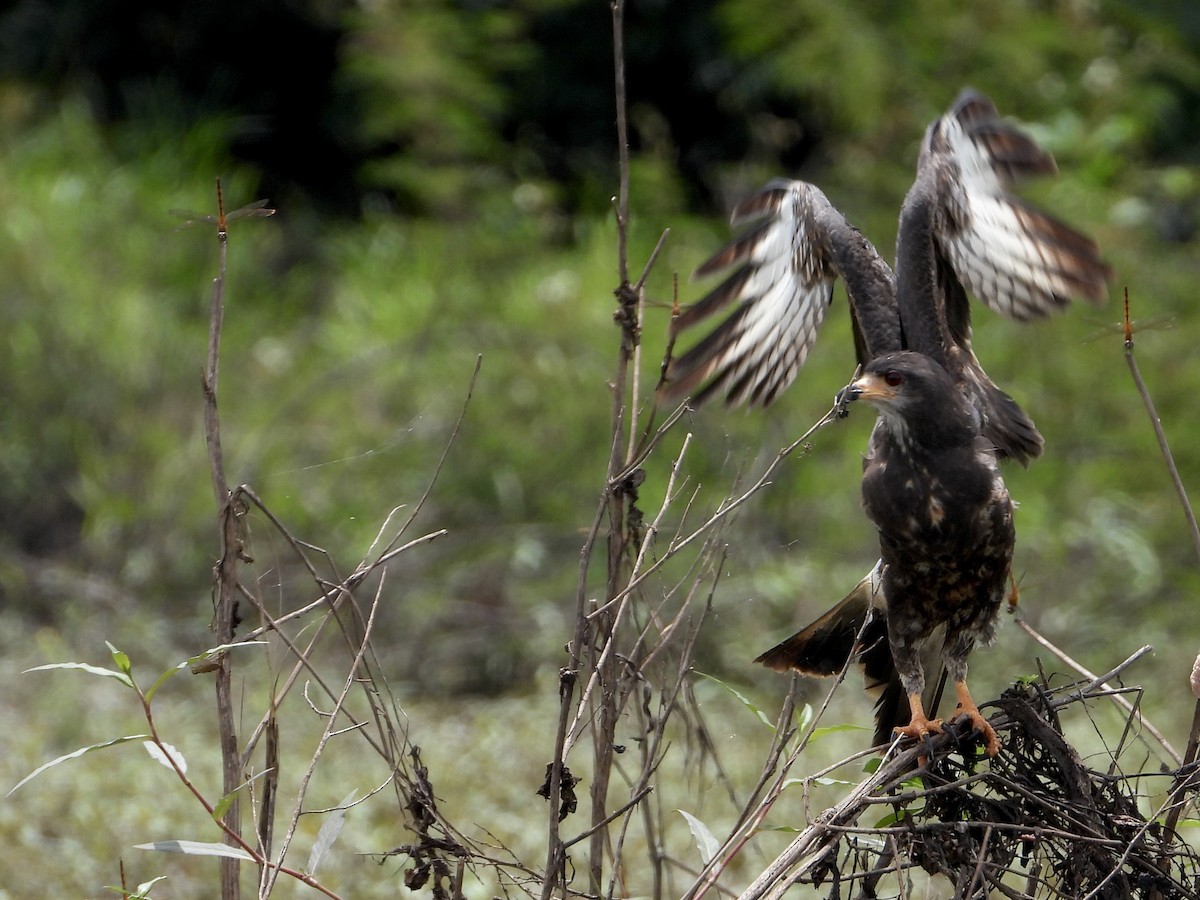 Snail Kite - ML624213900